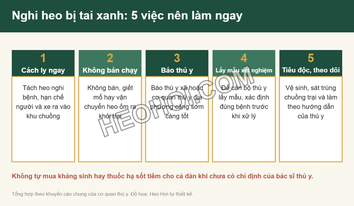 Infographic 5 việc nên làm khi nghi heo bị bệnh tai xanh: cách ly, không bán chạy, báo thú y, xét nghiệm, tiêu độc