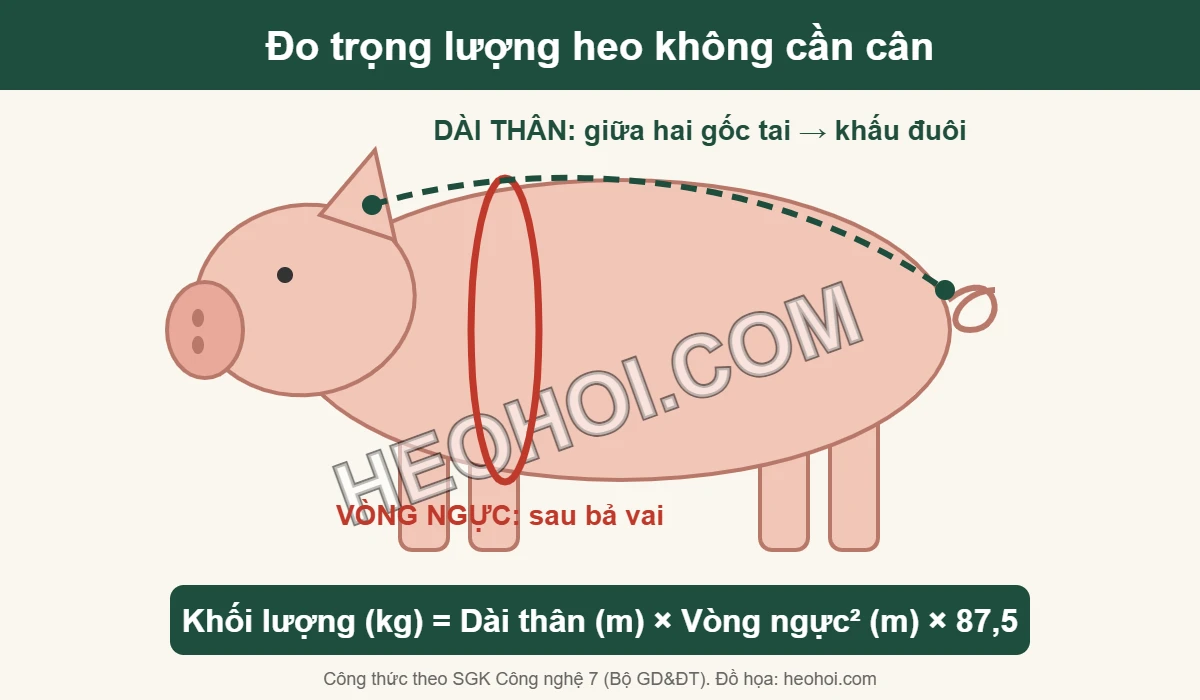 Sơ đồ cách đo vòng ngực sau bả vai và dài thân từ giữa hai gốc tai đến khấu đuôi để ước lượng trọng lượng heo