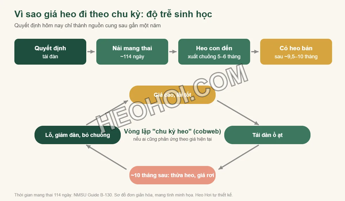 Sơ đồ độ trễ sinh học từ quyết định tái đàn đến khi có heo bán và vòng lặp chu kỳ giá heo