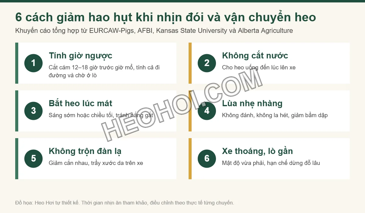 Infographic 6 cách giảm hao hụt trọng lượng heo khi nhịn đói và vận chuyển đi giết mổ