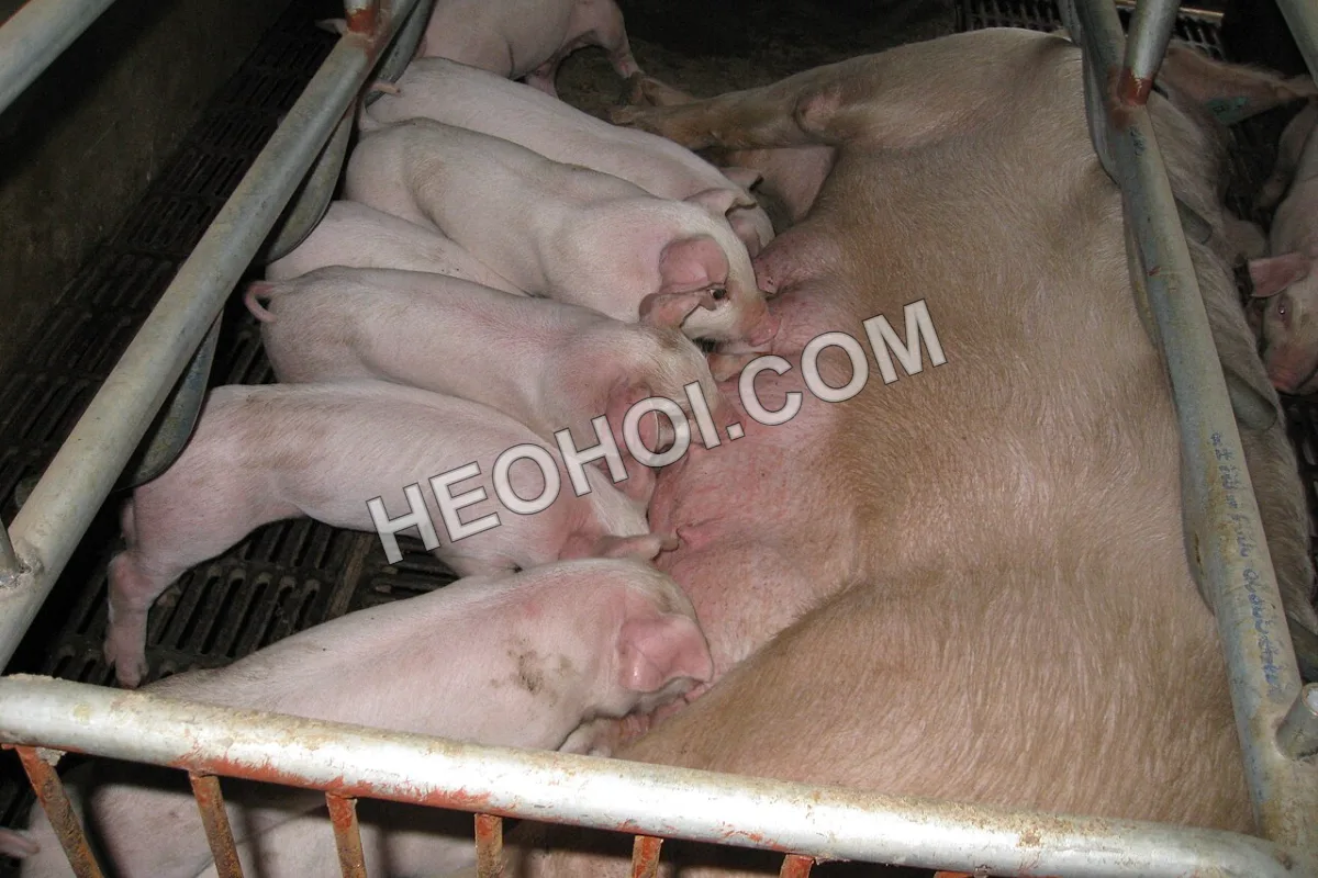 Heo con theo mẹ trong chuồng đẻ