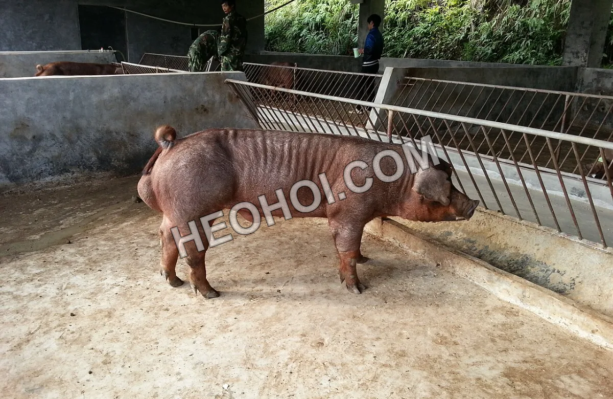 Heo đực Duroc lông màu nâu đỏ, thân chắc, đứng trong chuồng
