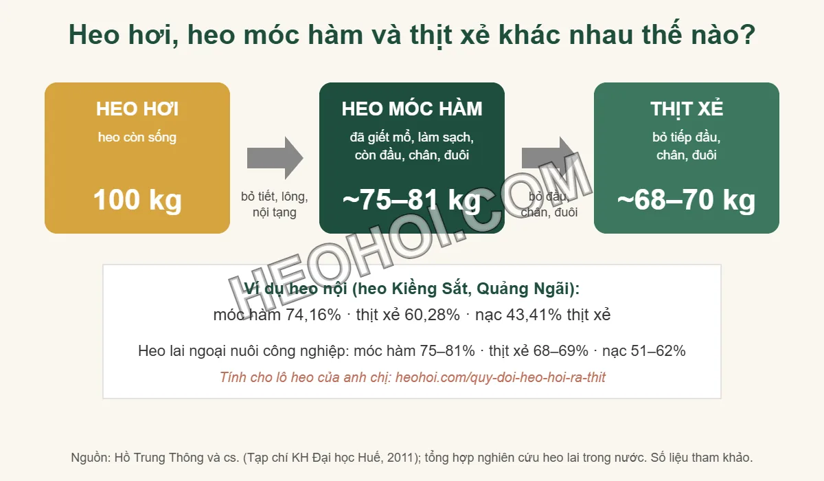 Sơ đồ so sánh heo hơi 100 kg, heo móc hàm khoảng 75–81 kg và thịt xẻ khoảng 68–70 kg