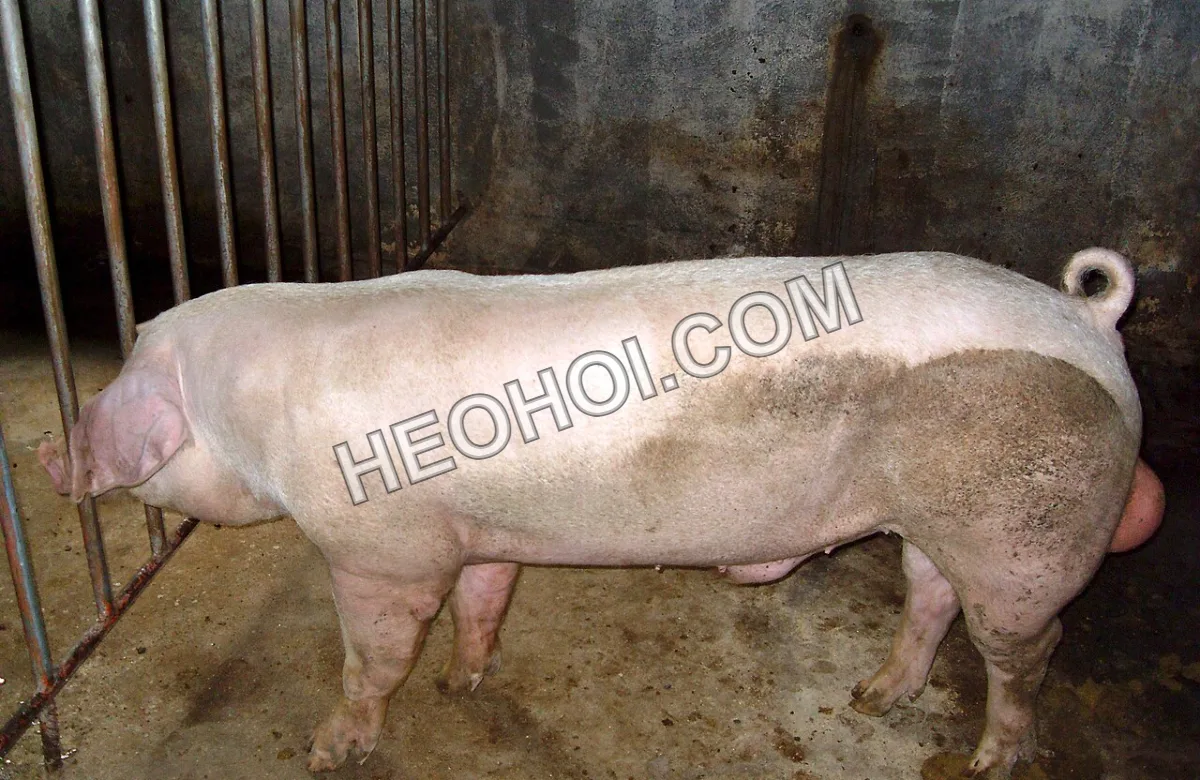 Heo đực giống Landrace lông trắng, thân dài, tai to cụp về phía trước