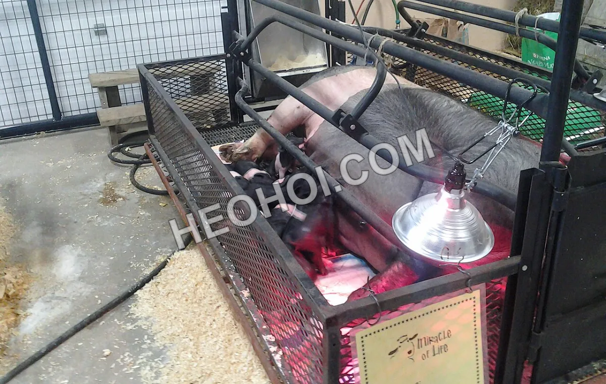 Heo nái và heo con, nguồn cung heo thịt cho các tháng tới