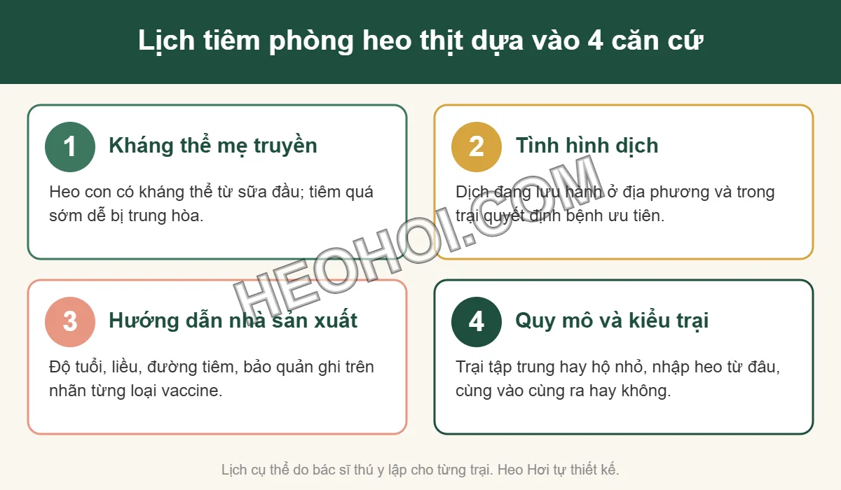 Infographic 4 căn cứ lập lịch tiêm phòng heo thịt: kháng thể mẹ truyền, tình hình dịch, hướng dẫn nhà sản xuất, quy mô trại