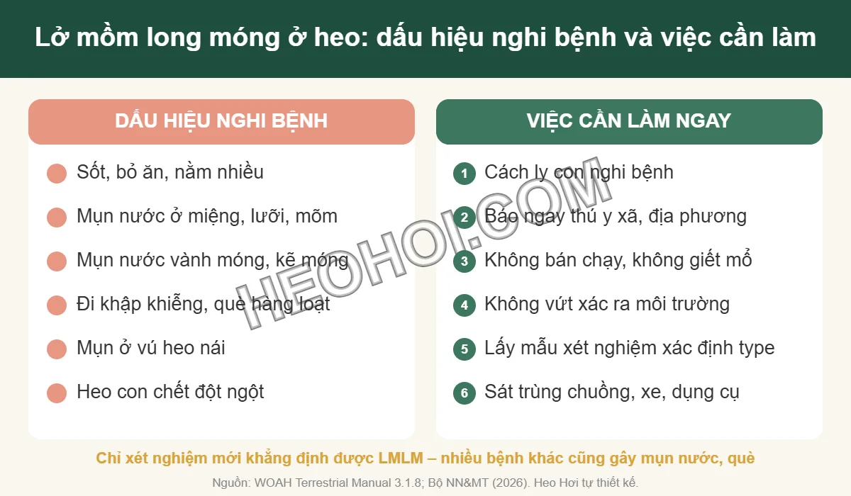 Infographic dấu hiệu nghi bệnh lở mồm long móng ở heo và các việc cần làm ngay