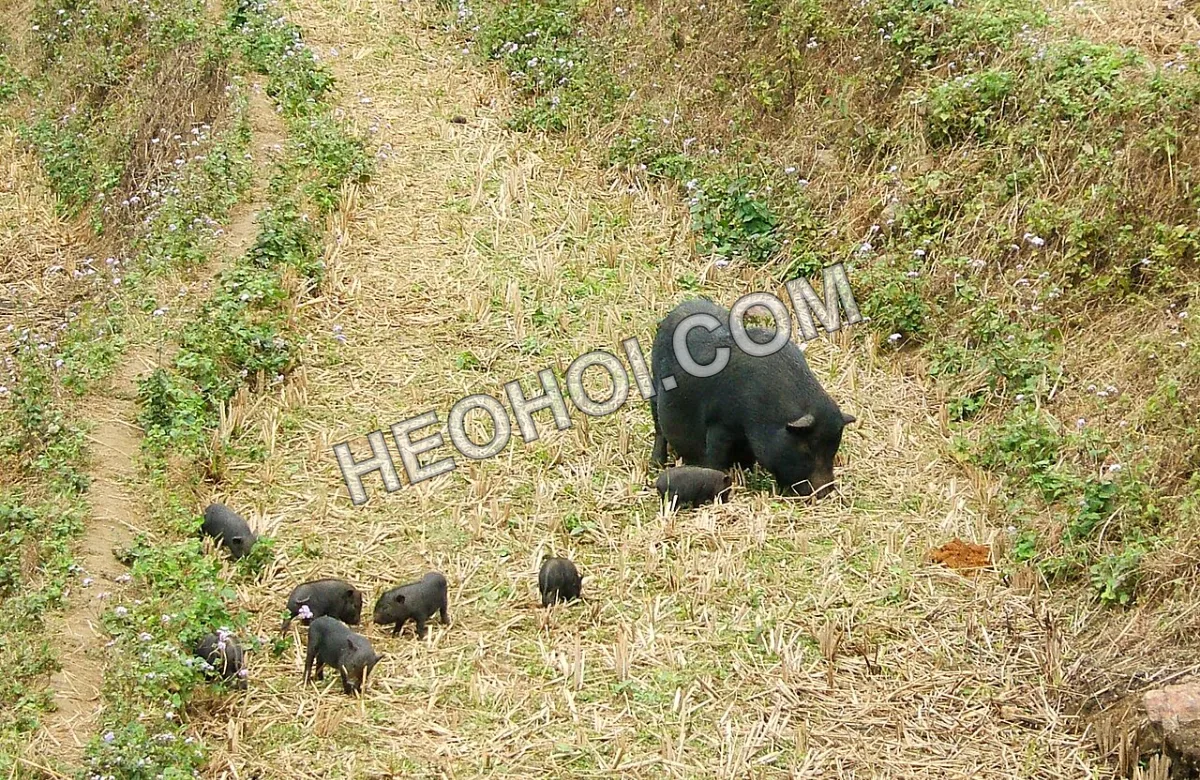 Heo nái lông đen bản địa dẫn đàn heo con nuôi thả trên ruộng bậc thang ở Sa Pa